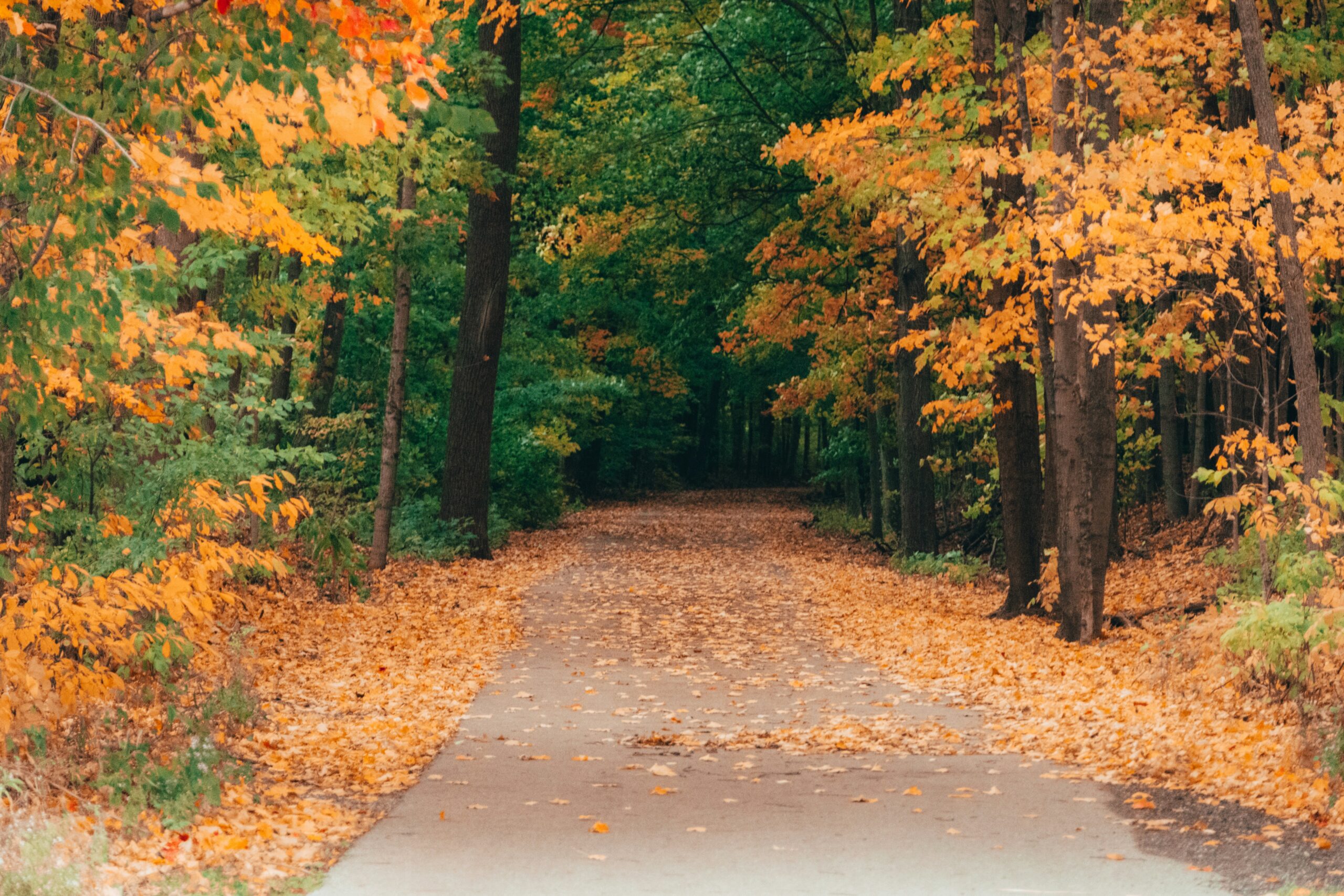 Fall leaves, fall hike